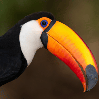 Les 5 espèces de Toucans au Costa Rica