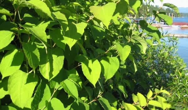 Japanese Knotweed in the sun