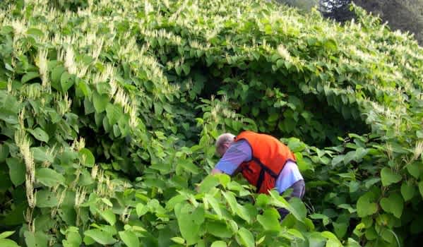 Man eradicating Japanese Knotweed