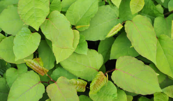 Japanese Knotweed leaves