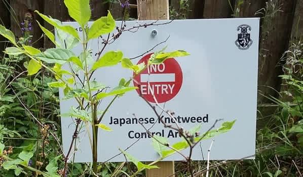 Japanese Knotweed sign