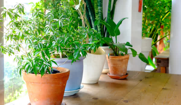 Repot your plants: jobs to do at home during coronavirus lockdown