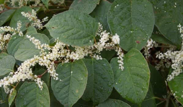 Japanese Knotweed in flower