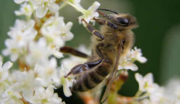 Bee on Japanese Knotweed