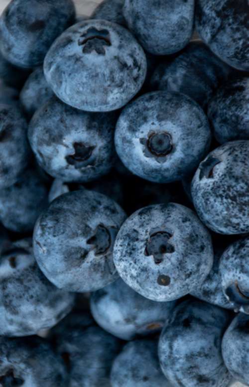 Relatório de Inspeção de Amostras de Blueberry