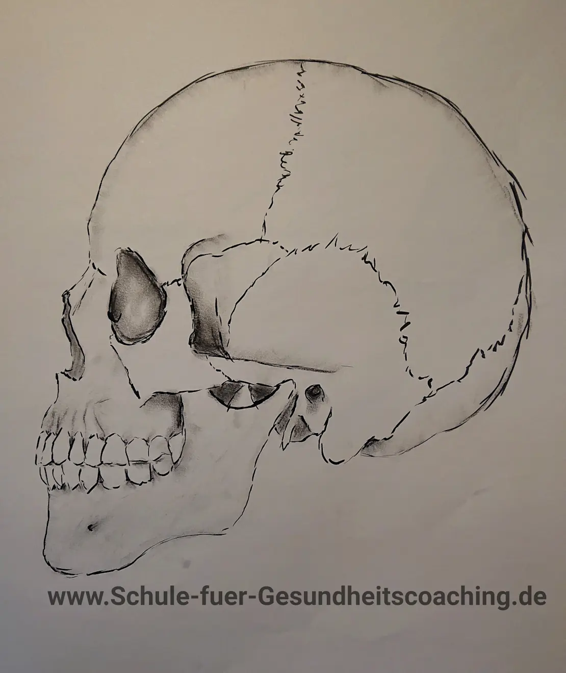 Cranium Seite
