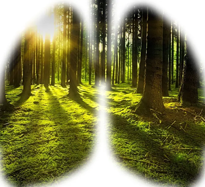 Lunge und Wald