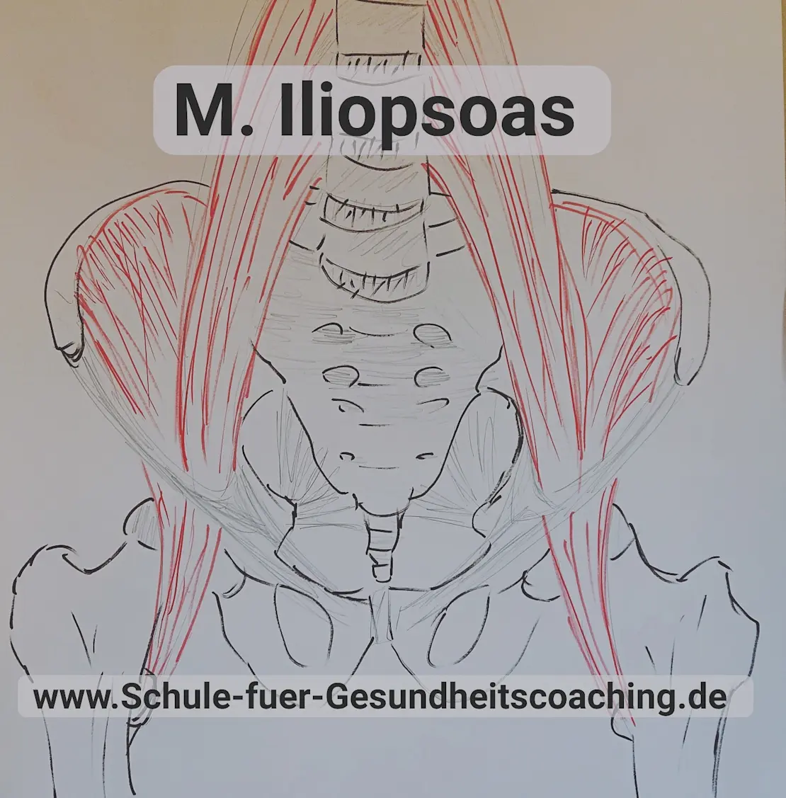 M. Iliopsoas 2