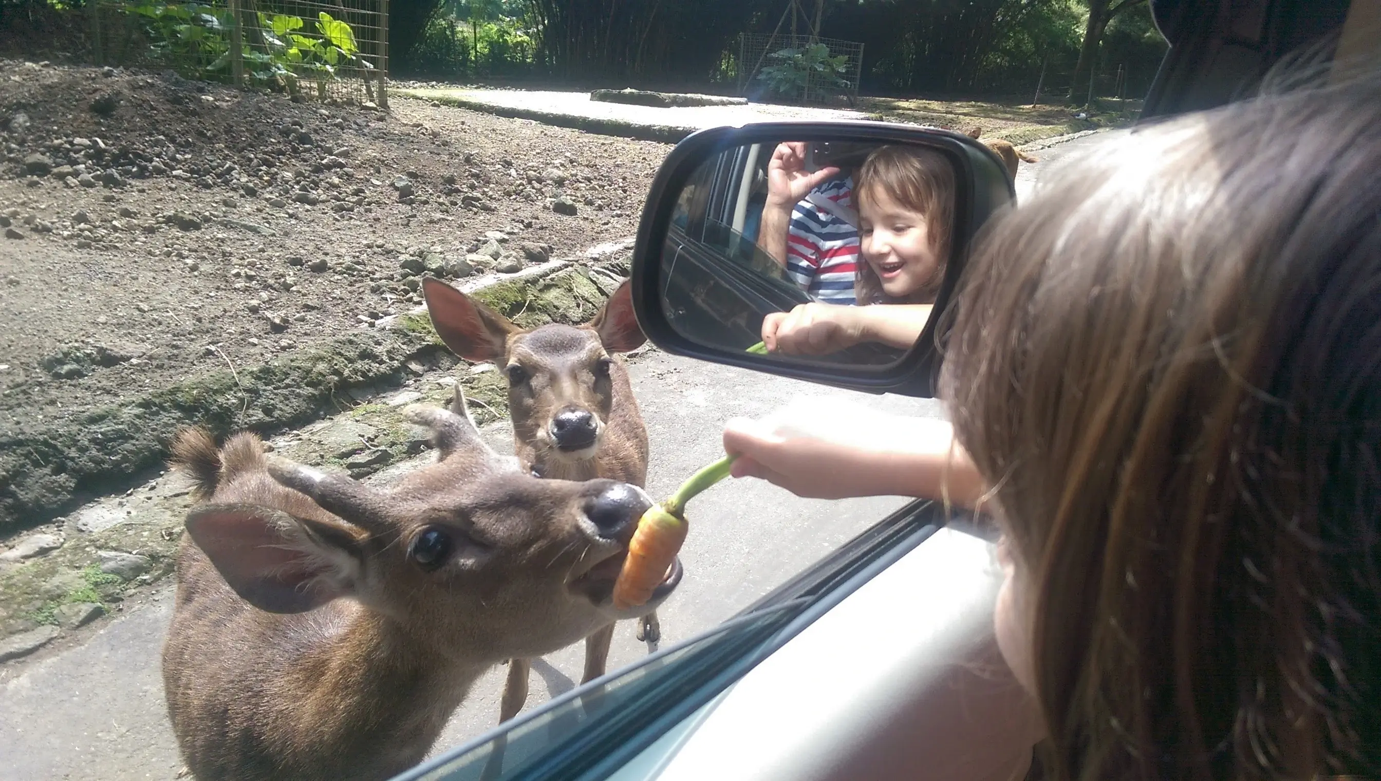 Feeding deers near Jakarta