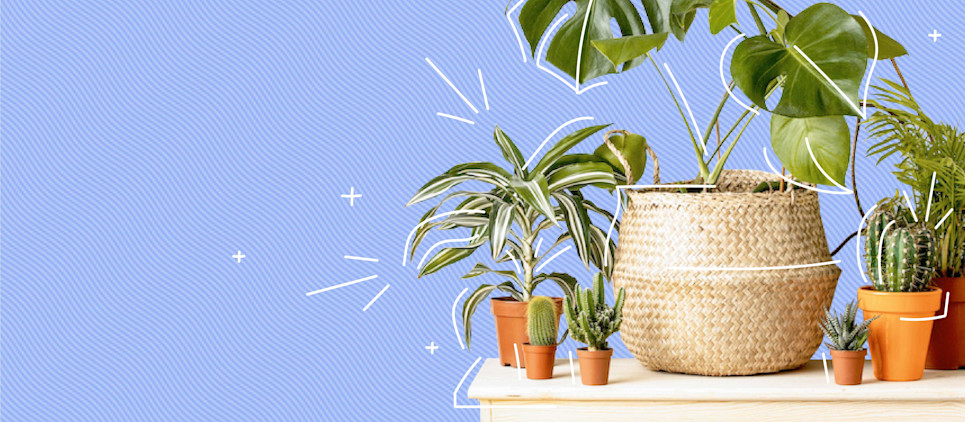 plants on a table and in a woven basket with a blue background