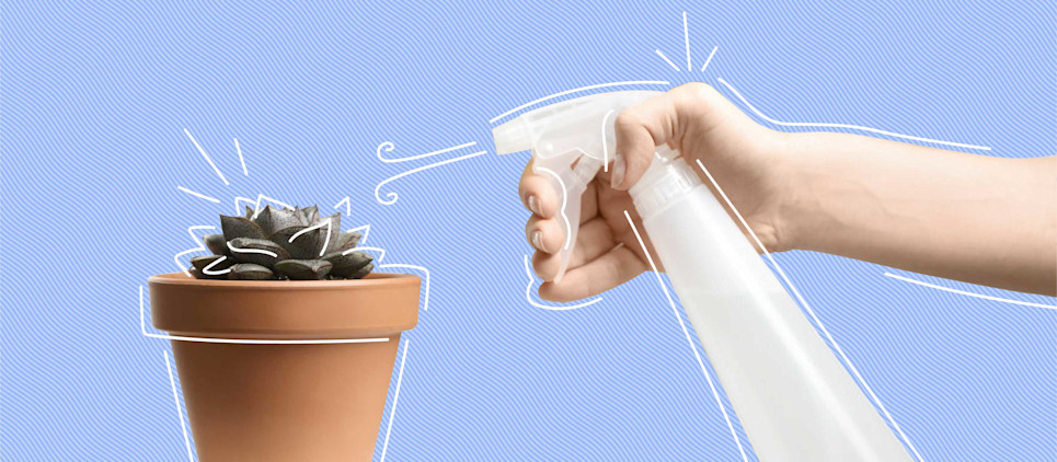 succulent being sprayed with water from white spray bottle