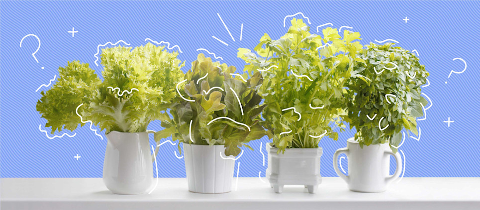 different green leafy vegetables sitting inn white pots one a white counter with blue background