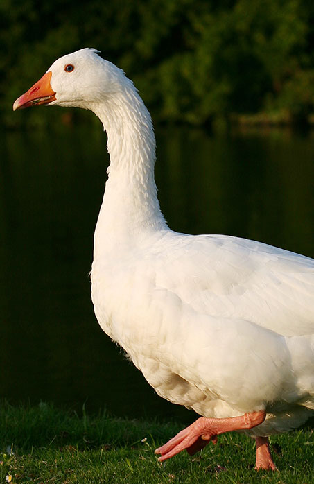 Domestic Goose 2 von Shahee Ilyas. Wikimedia Commons, CC-BY-SA