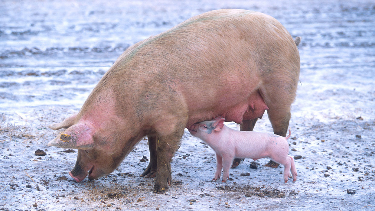 Sow with piglet. Wikimedia Commons, gemeinfrei