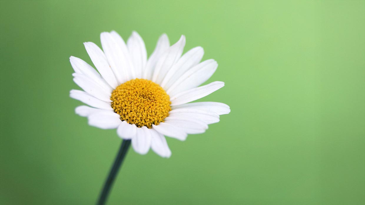 Header Sommerkonzert Header Sommerkonzert