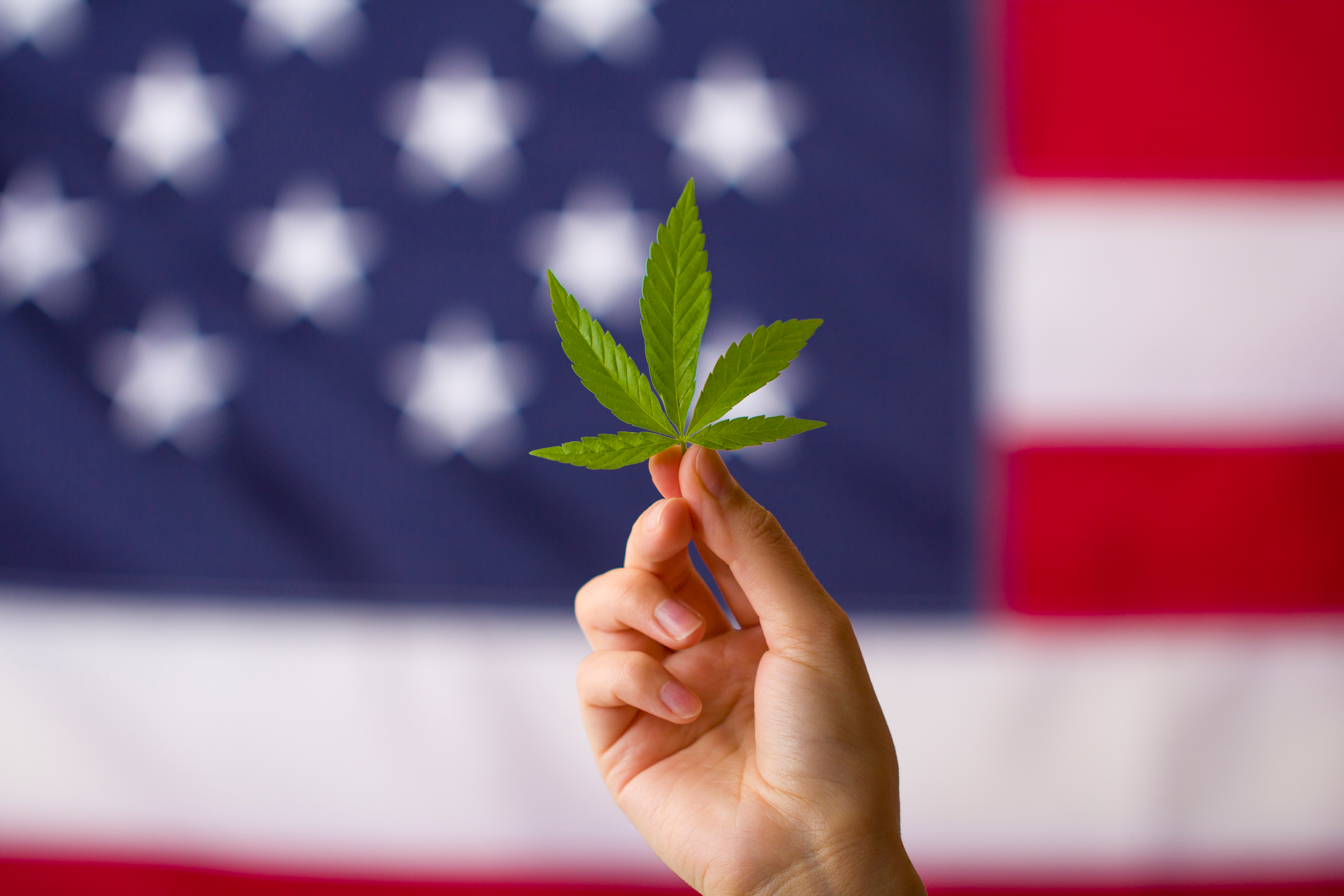Pot Reigns in its Pullback