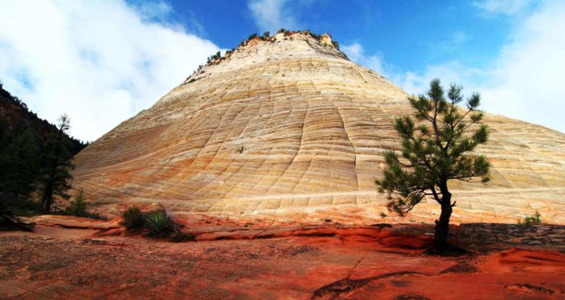 Zion 3-Day Itinerary | Photo Gallery | 0 - Pine tree in front of Checkerboard Mesa in Zion National Park