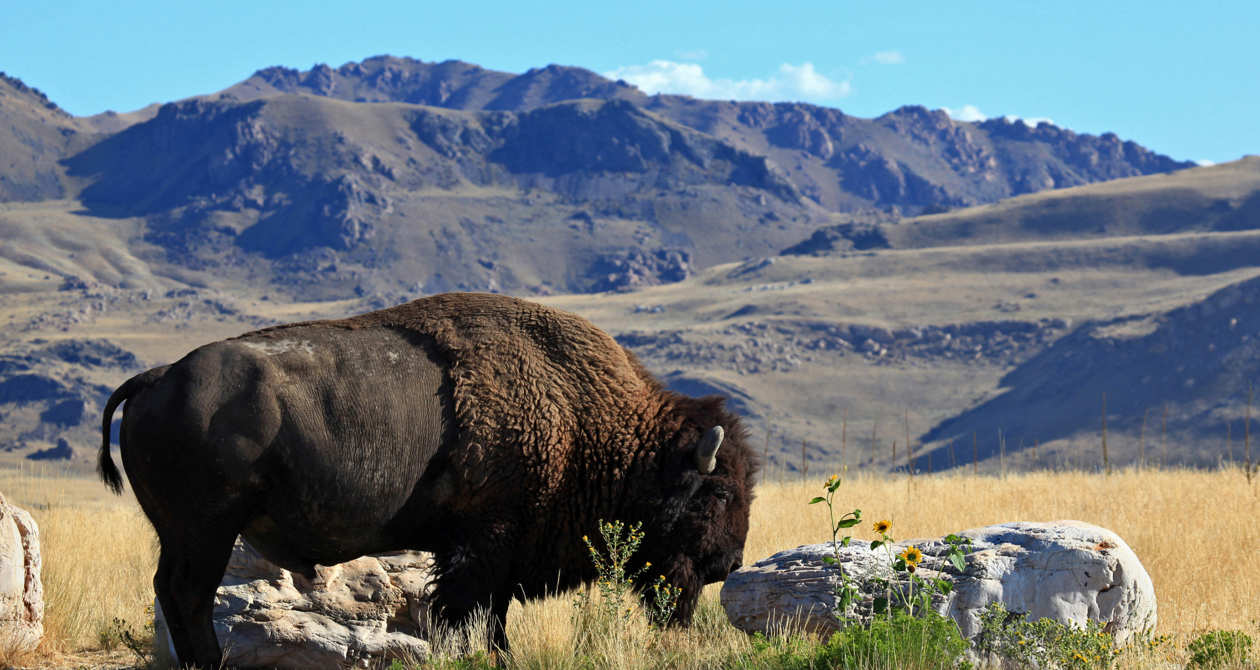 Regions | Photo Gallery | 1 - Lone Bison grazing at Antelope Island State Park