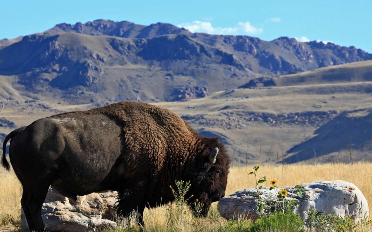 Regions | Photo Gallery | 1 - Lone Bison grazing at Antelope Island State Park