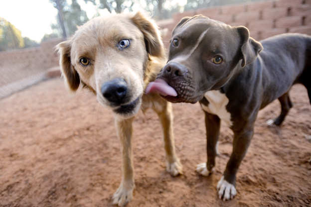 Best Friends Animal Sanctuary | Photo Gallery | 0 - Best Friends Animal Sanctuary
