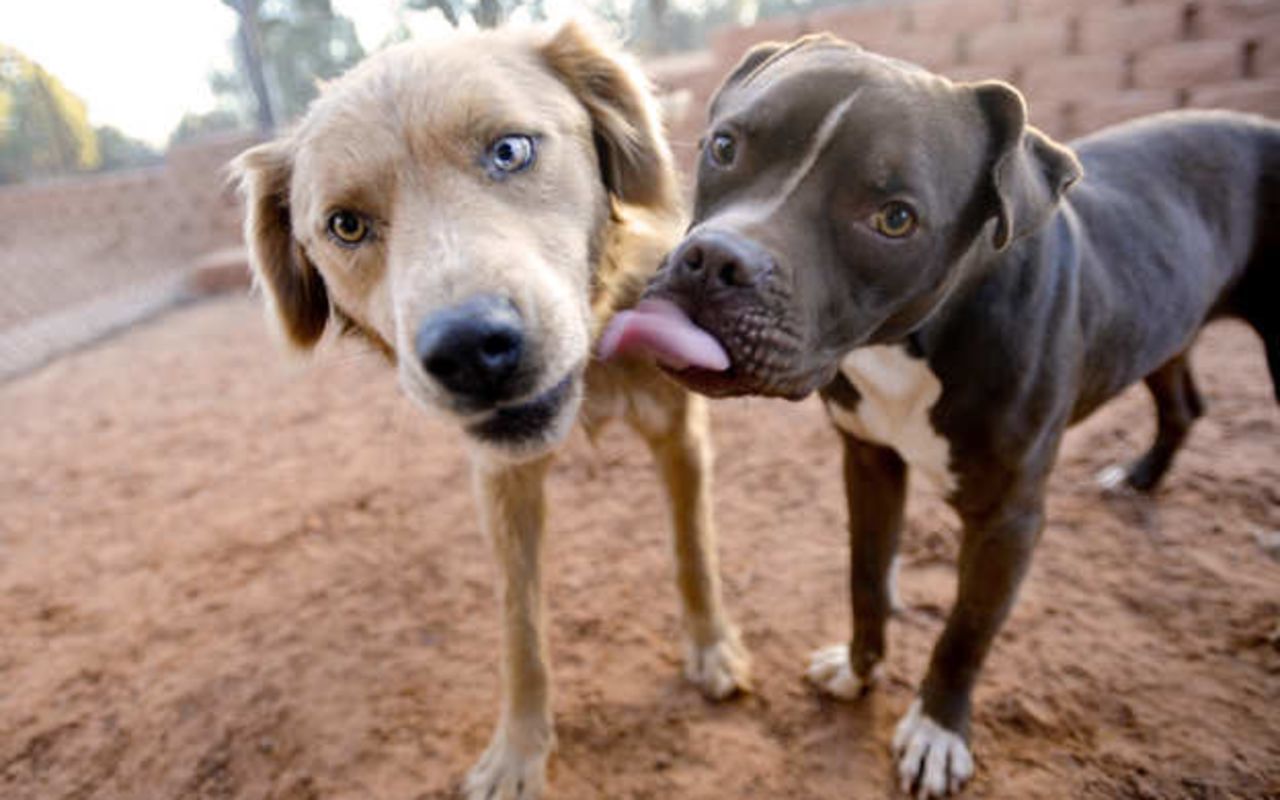 Best Friends Animal Sanctuary | Photo Gallery | 0 - Best Friends Animal Sanctuary