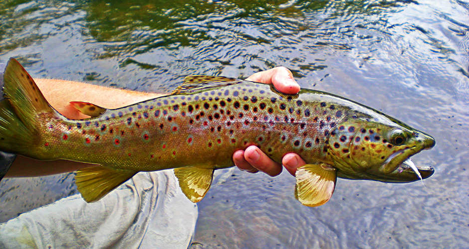 Fishing in Moab | Photo Gallery | 0 - Fish