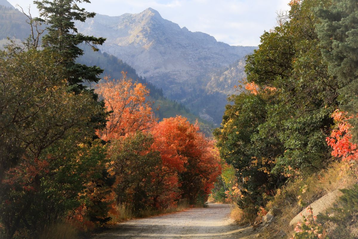 Fall Colors Scenic Drives | Photo Gallery | 0 - American Fork Canyon American Fork Canyon. Photo credit: Josh Behunin via unsplash.com
