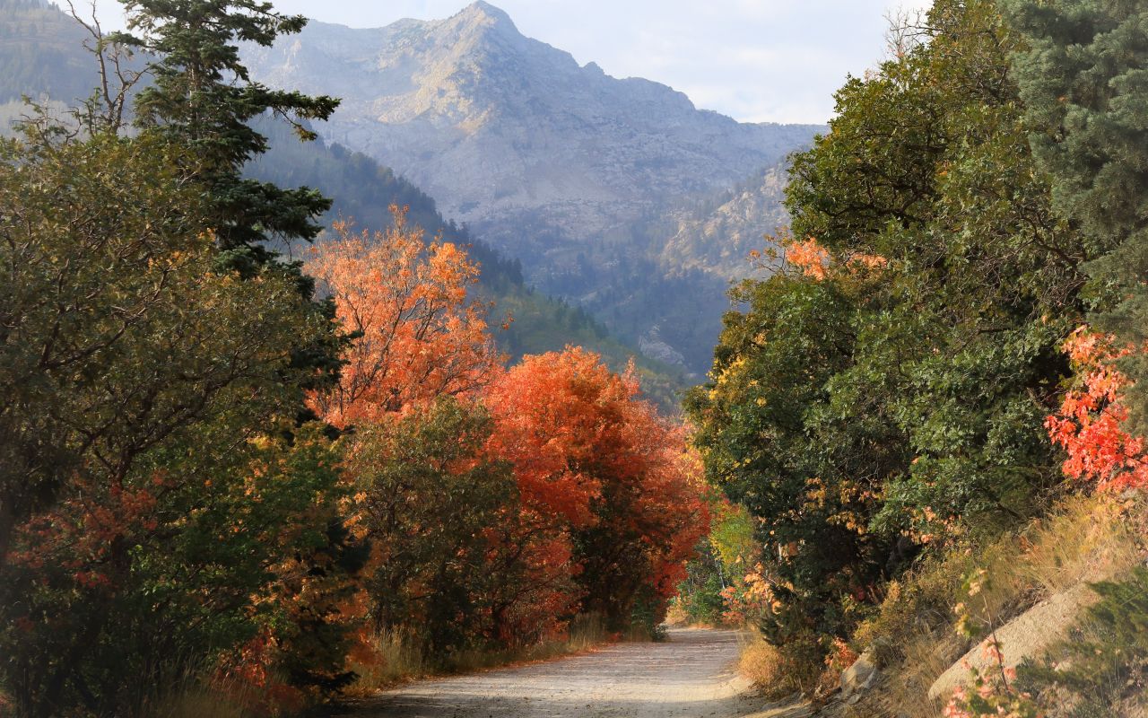 Fall Colors Scenic Drives | Photo Gallery | 0 - American Fork Canyon American Fork Canyon. Photo credit: Josh Behunin via unsplash.com