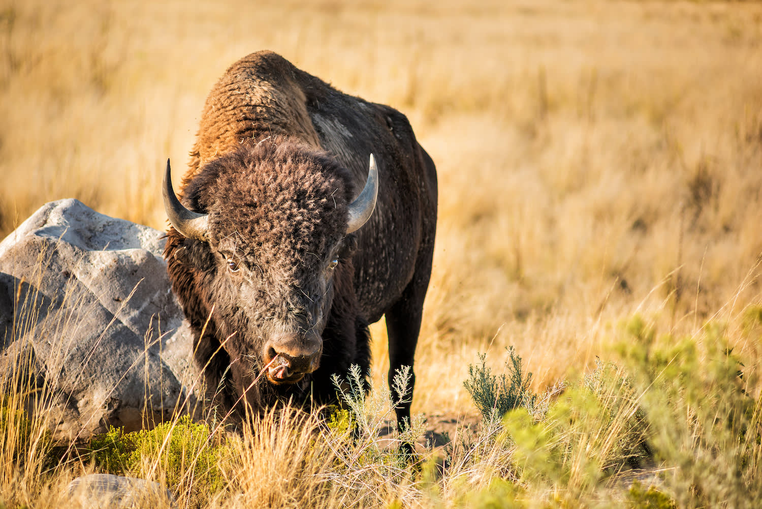 Bison grazing on grassy plain, Antelope Island_stock - A bison stares into the camera while grazing on a grassy plain on Antelope Island, Utah.