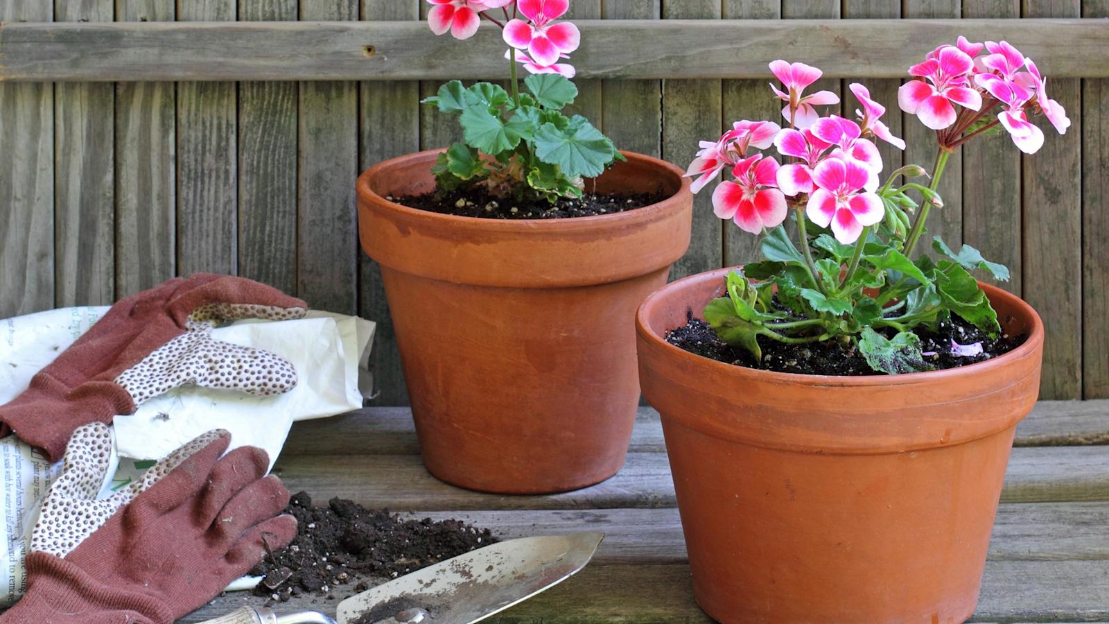 Ruukkukasvien hoito talven yli