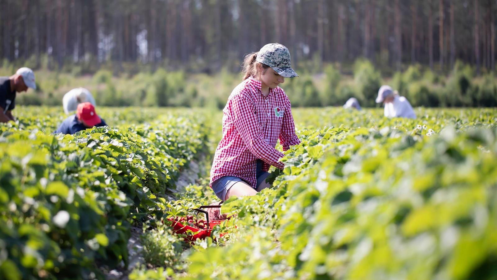 Pakkasmarja