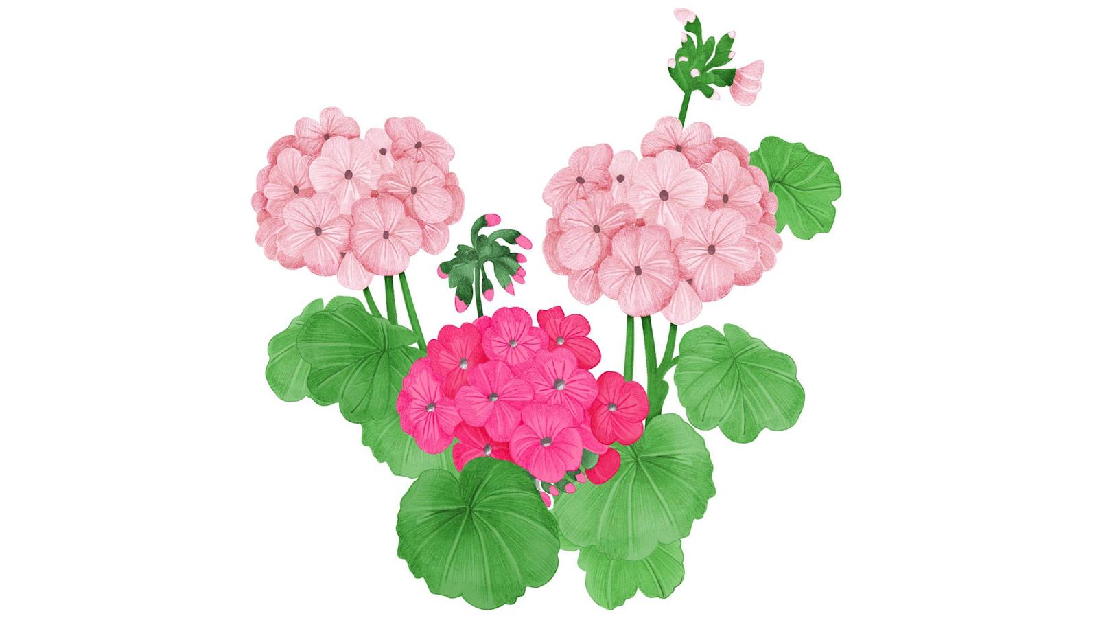 Pelargoni