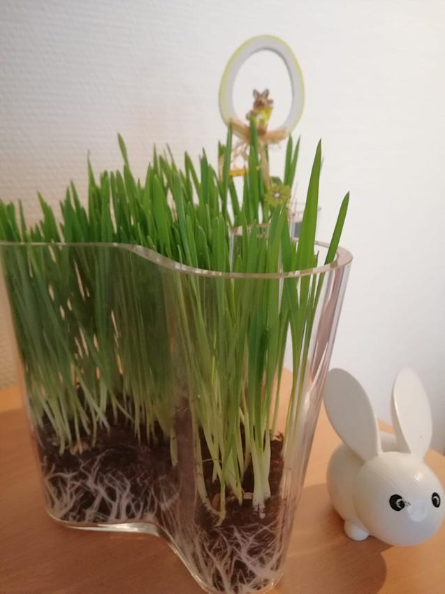 Ohraa istutettuna Aalto-vaasiin.