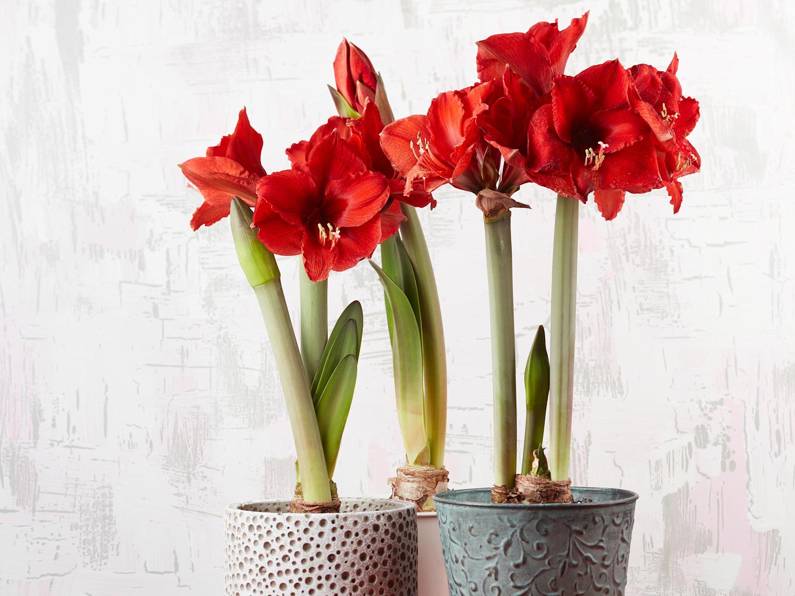 Amaryllis