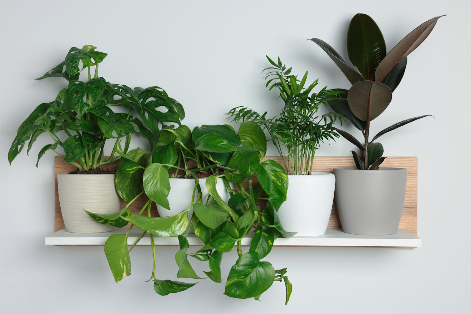 Viherkasveja hyllyllä