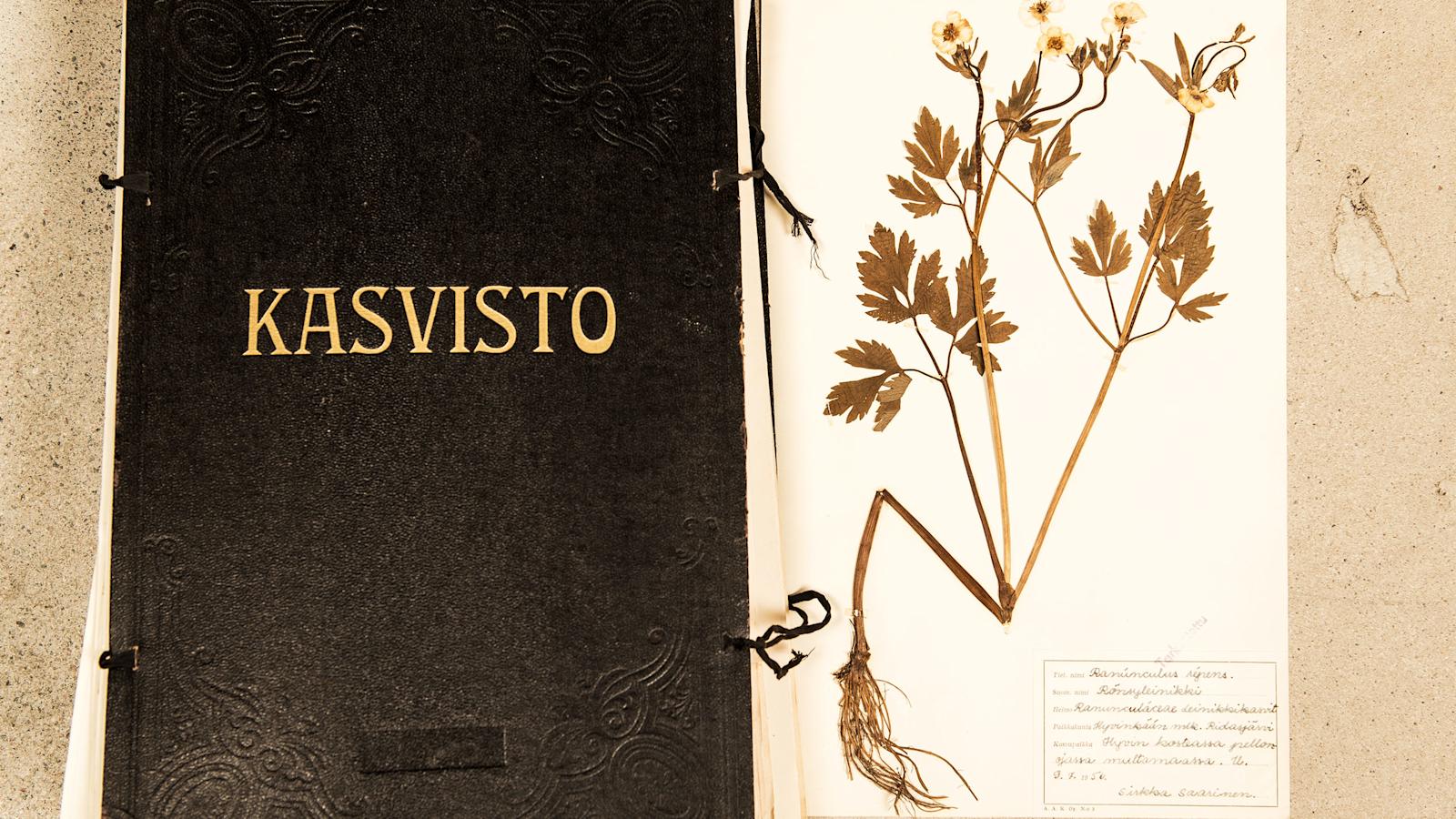 Sirkka-Liisa Hännisen kasvio