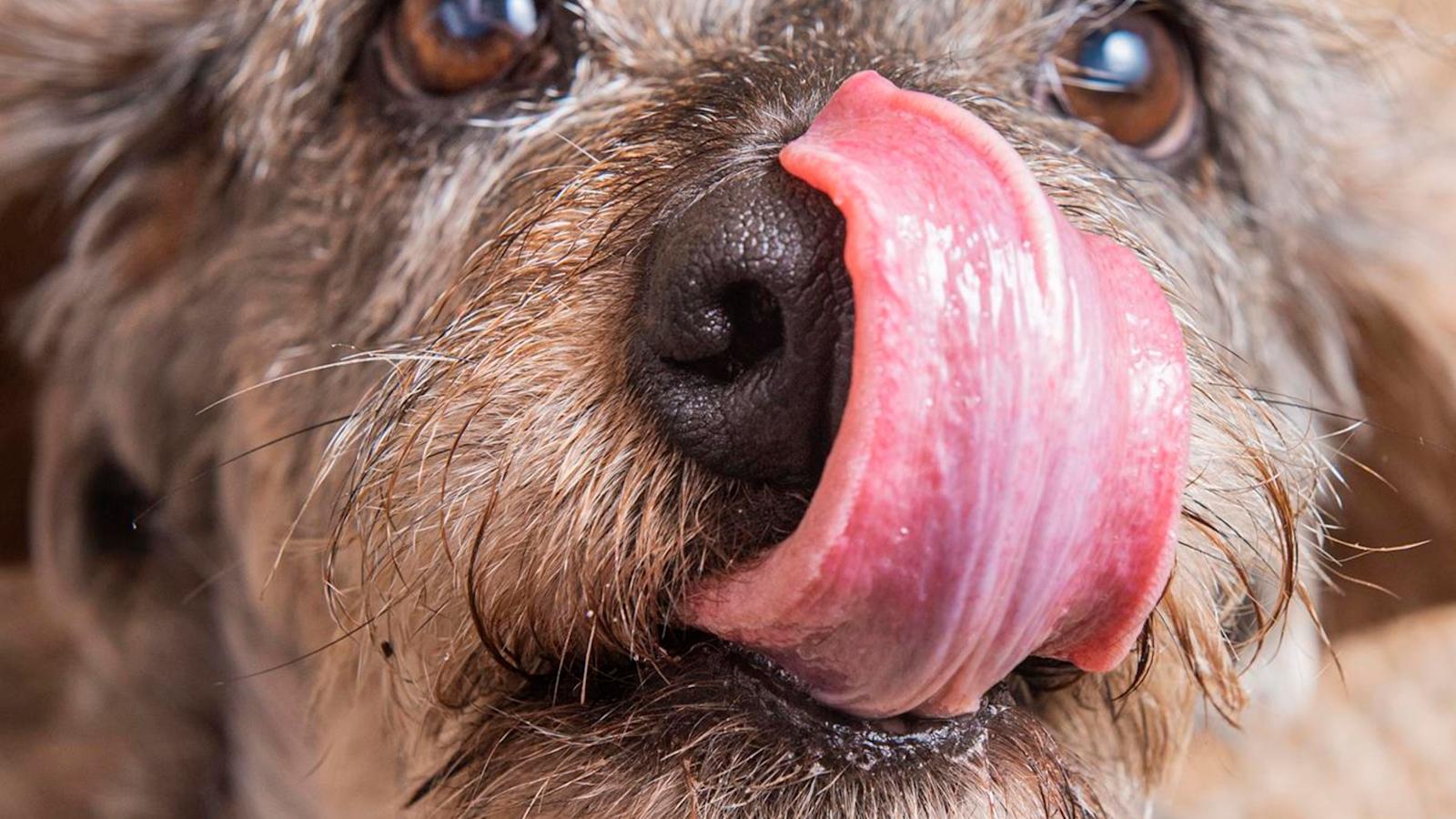 Dagsmark petfood