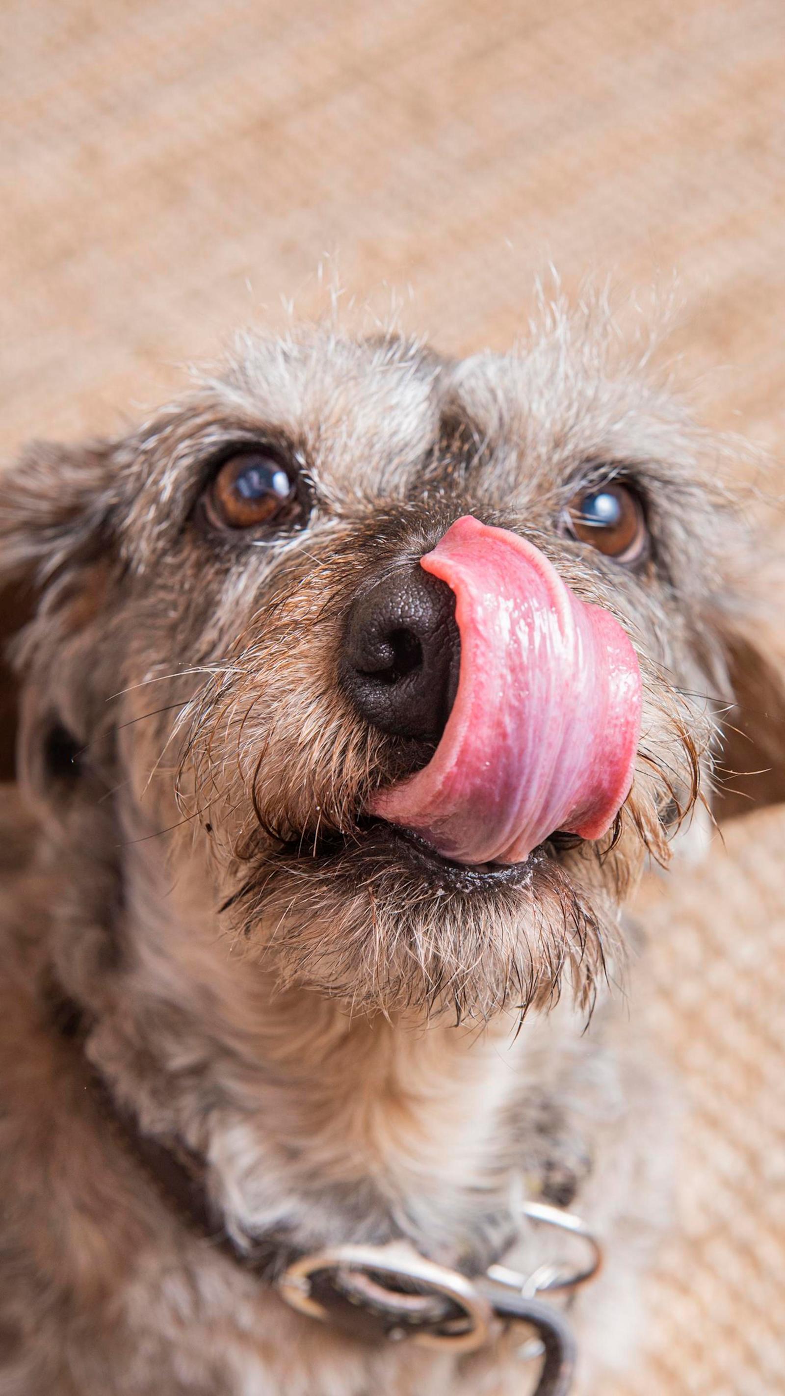 Dagsmark petfood
