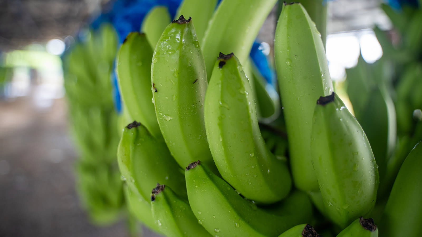 Kuvassa vihreitä banaaniterttuja.