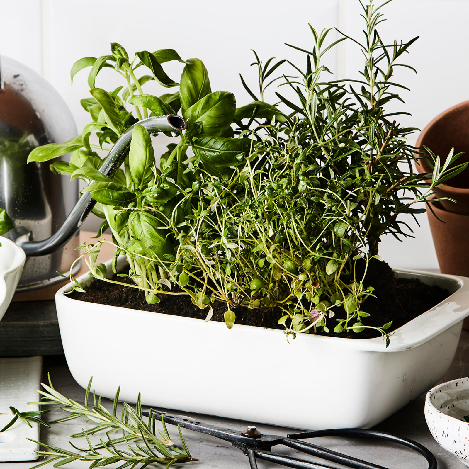 Yrttien kasvatus kotona