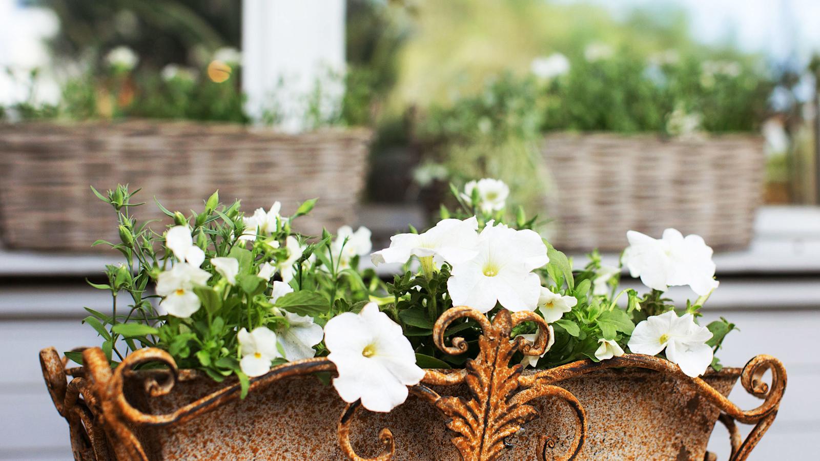 Säilytä kesäkukat kauniina koko kesän