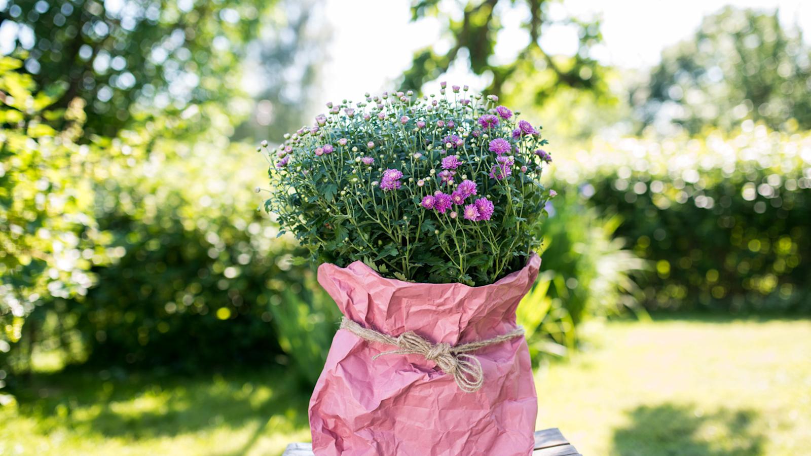 Pallokrysanteemi paperikassissa