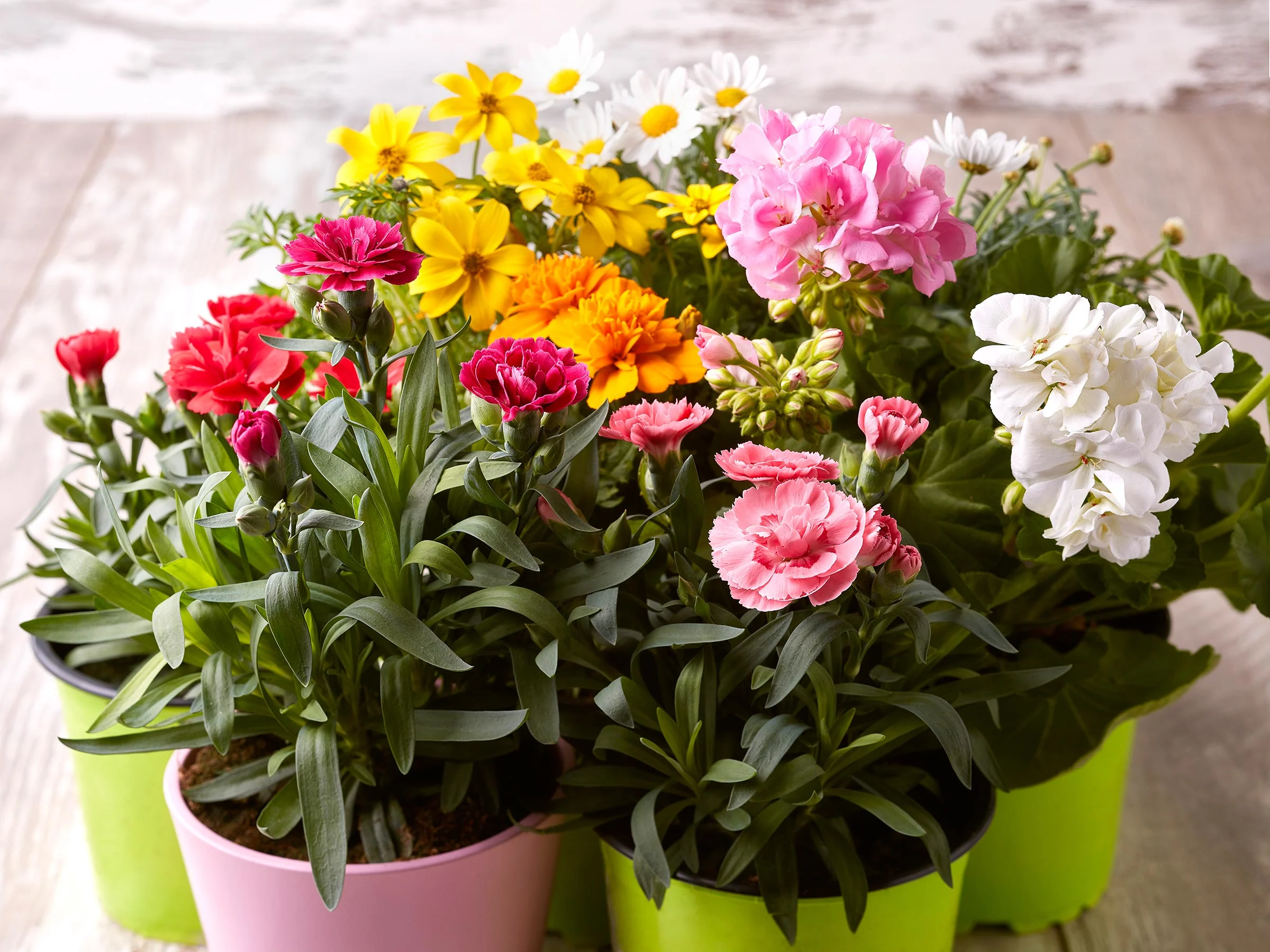 Kuukauden kukka, kesäkukkamix