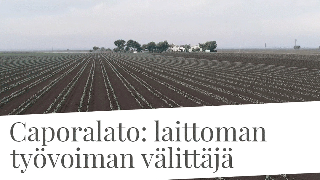 Caporalato: laittoman työvoiman välittäjä
