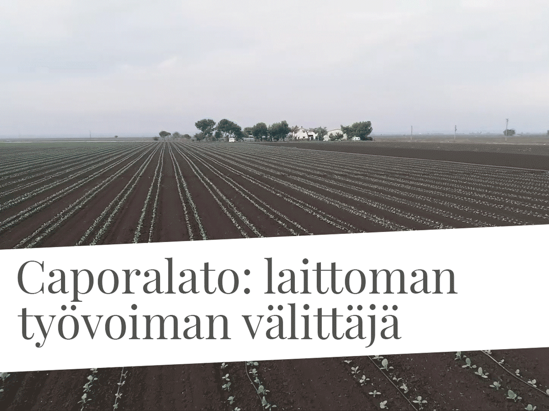 Caporalato: laittoman työvoiman välittäjä