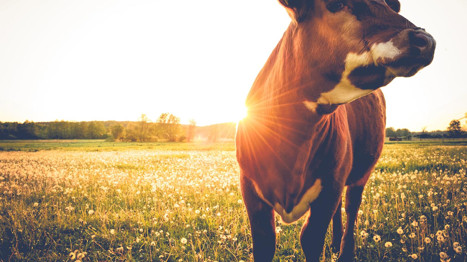 Ruokamanifesti: Vähemmän antibiootteja eläimille