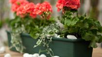 Pelargoni kavereineen