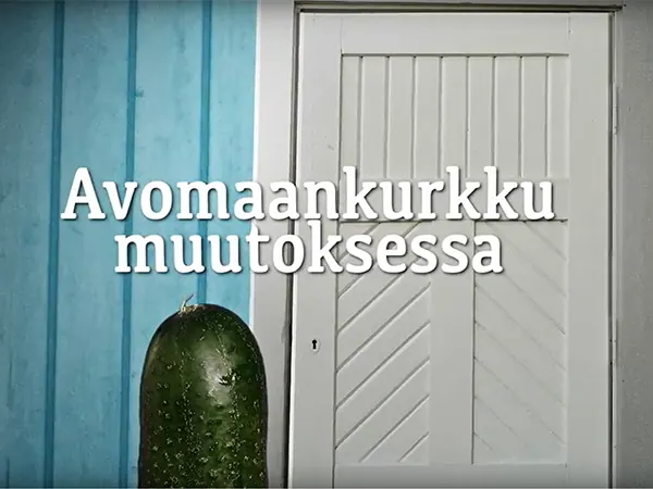 Avomaankurkku muutoksessa