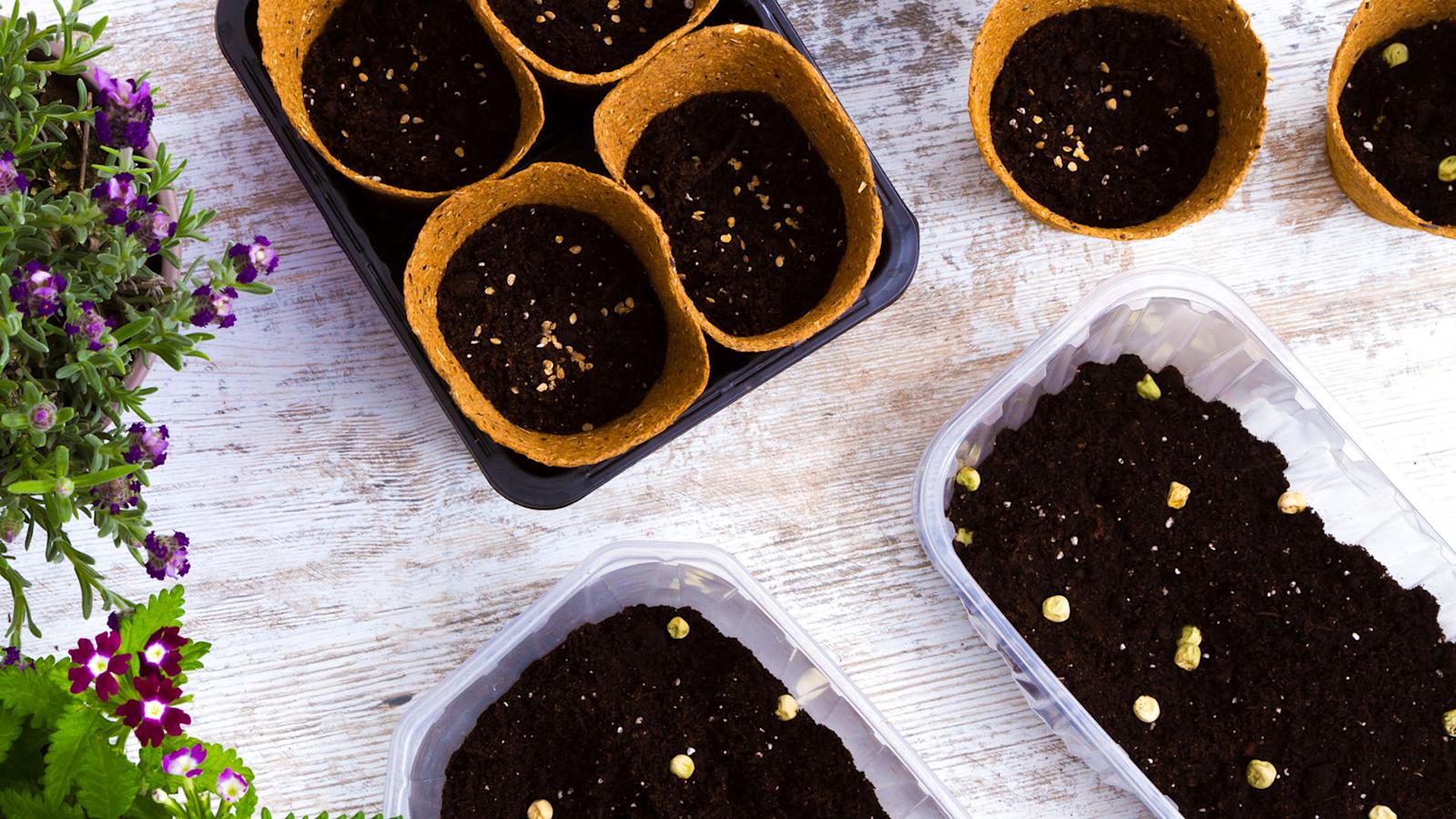 Kasviopas: kylvöajat