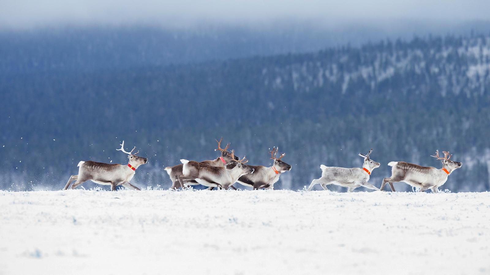 Lapin luonnosta ruokapöytään
